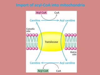 Import of acyl-CoA into mitochondria
