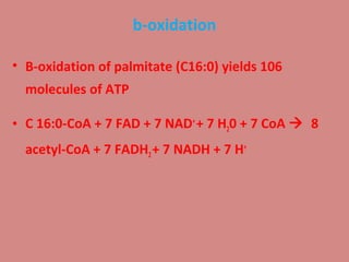 b-oxidation
• B-oxidation of palmitate (C16:0) yields 106
molecules of ATP
• C 16:0-CoA + 7 FAD + 7 NAD+ + 7 H20 + 7 CoA 8
acetyl-CoA + 7 FADH2 + 7 NADH + 7 H+