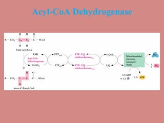 Acyl-CoA Dehydrogenase