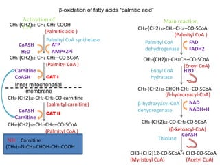 CH3-(CH2)12-CH2-CH2-COOH
(Palmitic acid )
CoASH
H2O
Palmityl CoA synthetase
ATP
AMP+2Pi
CH3-(CH2)12-CH2-CH2 –CO-SCoA
(Palmityl CoA )
Carnitine
CoASH CAT I
Inner mitochondrial
membrane
CH3-(CH2)12-CH2-CH2-CO-carnitine
(palmityl carnitine)
CH3-(CH2)12-CH2-CH2 –CO-SCoA
(Palmityl CoA )
CoASH
Carnitine
CAT II
CH3-(CH2)12-CH2-CH2 –CO-SCoA
(Palmityl CoA )
FAD
FADH2
Palmityl CoA
dehydrogenase
CH3-(CH2)12-CH=CH–CO-SCoA
(Enoyl CoA)
H2OEnoyl CoA
hydratase
CH3-(CH2)12-CHOH-CH2–CO-SCoA
(β-hydroxyacyl-CoA)
NAD
NADH+H
β-hydroxyacyl-CoA
dehydrogenase
CH3-(CH2)12-CO-CH2-CO-SCoA
(β-ketoacyl-CoA)
Thiolase
CoASH
CH3-(CH2)12-CO-SCoA + CH3-CO-SCoA
(Myristoyl CoA) (Acetyl CoA)
β-oxidation of fatty acids “palmitic acid”
NB: Carnitine
(CH3)3-N-CH2-CHOH-CH2-COOH
Activation of
F.A
Main reaction
 