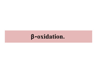 β-oxidation.
 