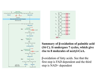 Beta oxidation of fatty acids for medical biochemistry | PPTX