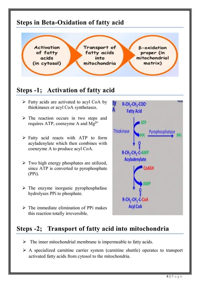 Beta oxidation of saturated fatty acid
