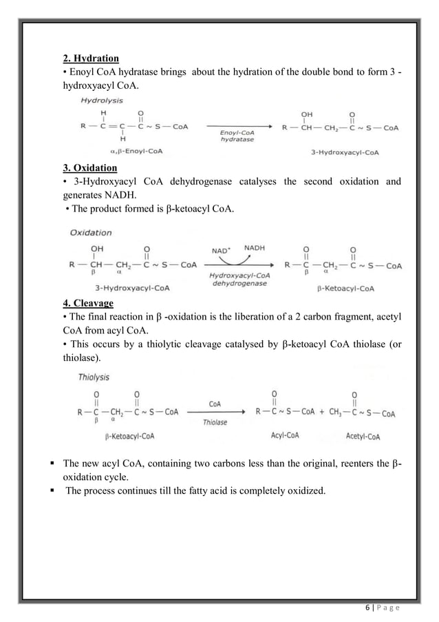 Beta oxidation of saturated fatty acid