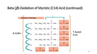 17
Beta ()-Oxidation of Myristic (C14) Acid (continued)
7 Acetyl
CoA
6 cycles
 