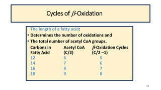 18
Cycles of -Oxidation
The length of a fatty acid:
• Determines the number of oxidations and
• The total number of acetyl CoA groups.
Carbons in Acetyl CoA -Oxidation Cycles
Fatty Acid (C/2) (C/2 –1)
12 6 5
14 7 6
16 8 7
18 9 8
 
