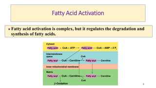 6
Fatty Acid Activation
 Fatty acid activation is complex, but it regulates the degradation and
synthesis of fatty acids.
 