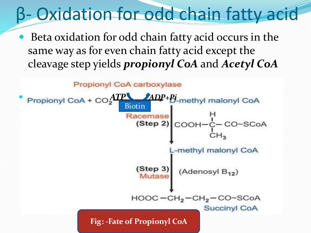 Fatty acid oxidation ( Beta , Alpha omega and peroxisomal)