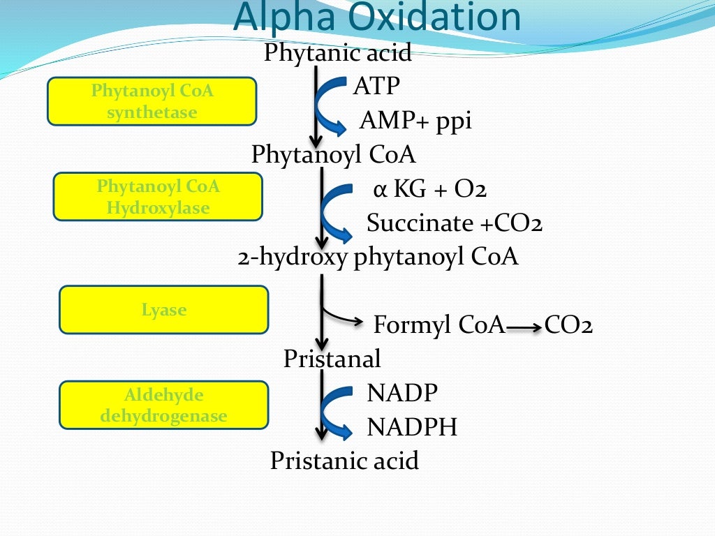 Fatty acid oxidation ( Beta , Alpha omega and peroxisomal)