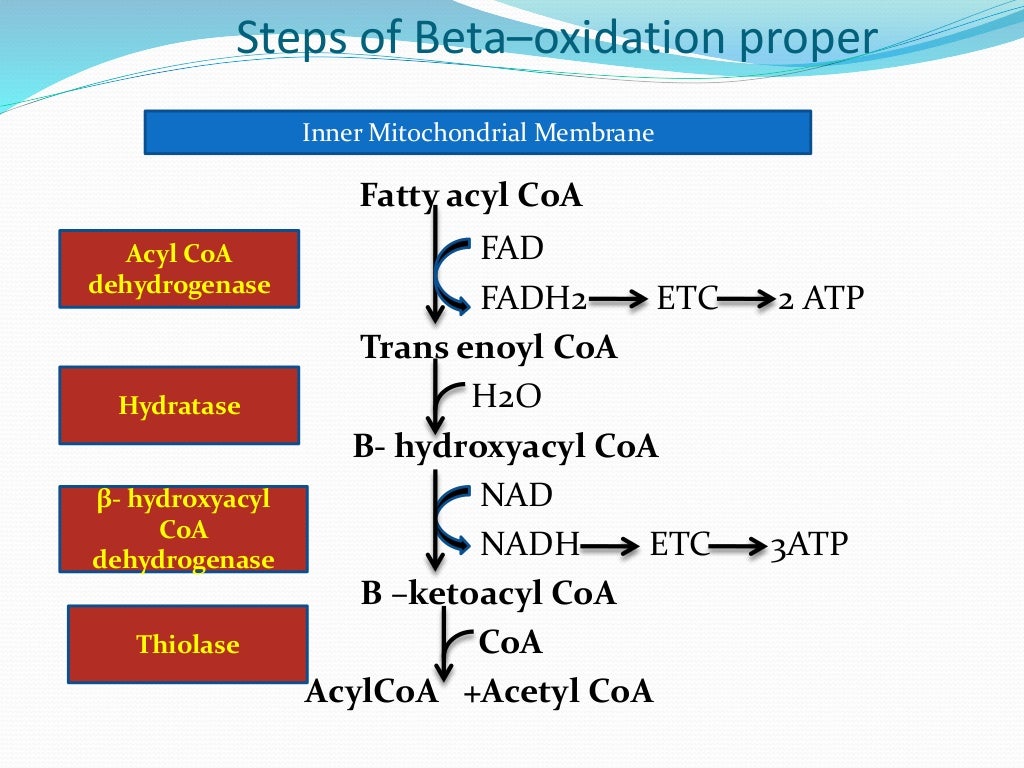 Fatty acid oxidation ( Beta , Alpha omega and peroxisomal)