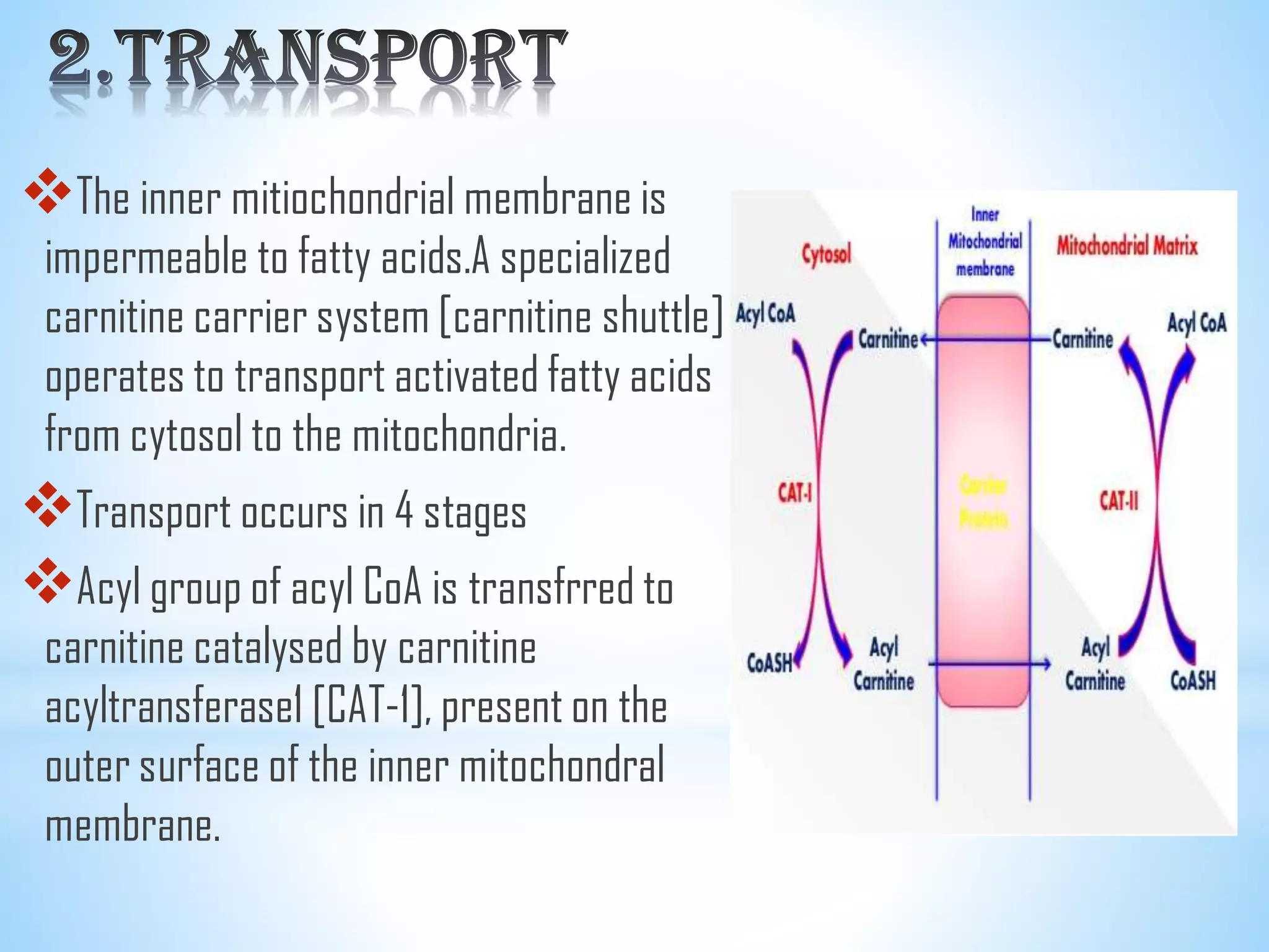 Beta oxidation of fatty acids | PDF