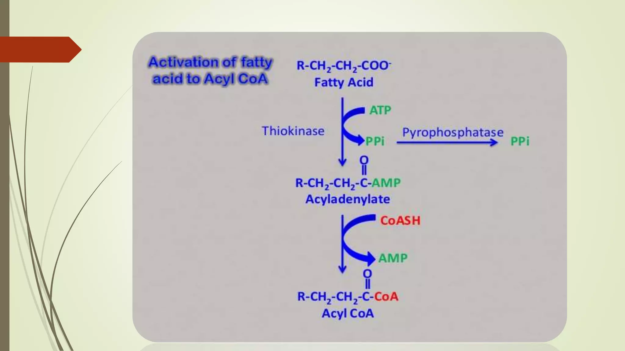 Beta oxidation of fatty acids | PPTX