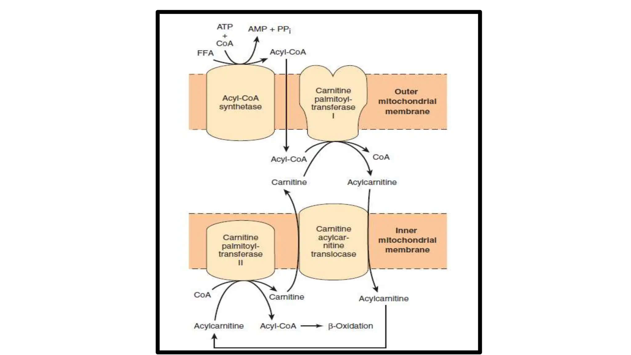 BETA OXIDATION OF FATTY ACIDS,Fatty acid oxidation —stages and tissues.pptx