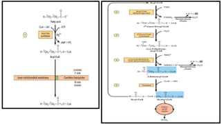 BETA OXIDATION OF FATTY ACIDS,Fatty acid oxidation —stages and tissues.pptx