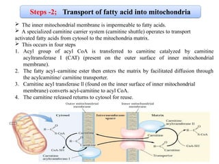 Comprehensive Overview of Fatty Acid Oxidation and Beta-Oxidation ...