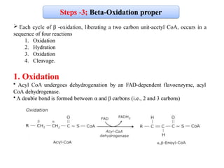 Comprehensive Overview of Fatty Acid Oxidation and Beta-Oxidation ...