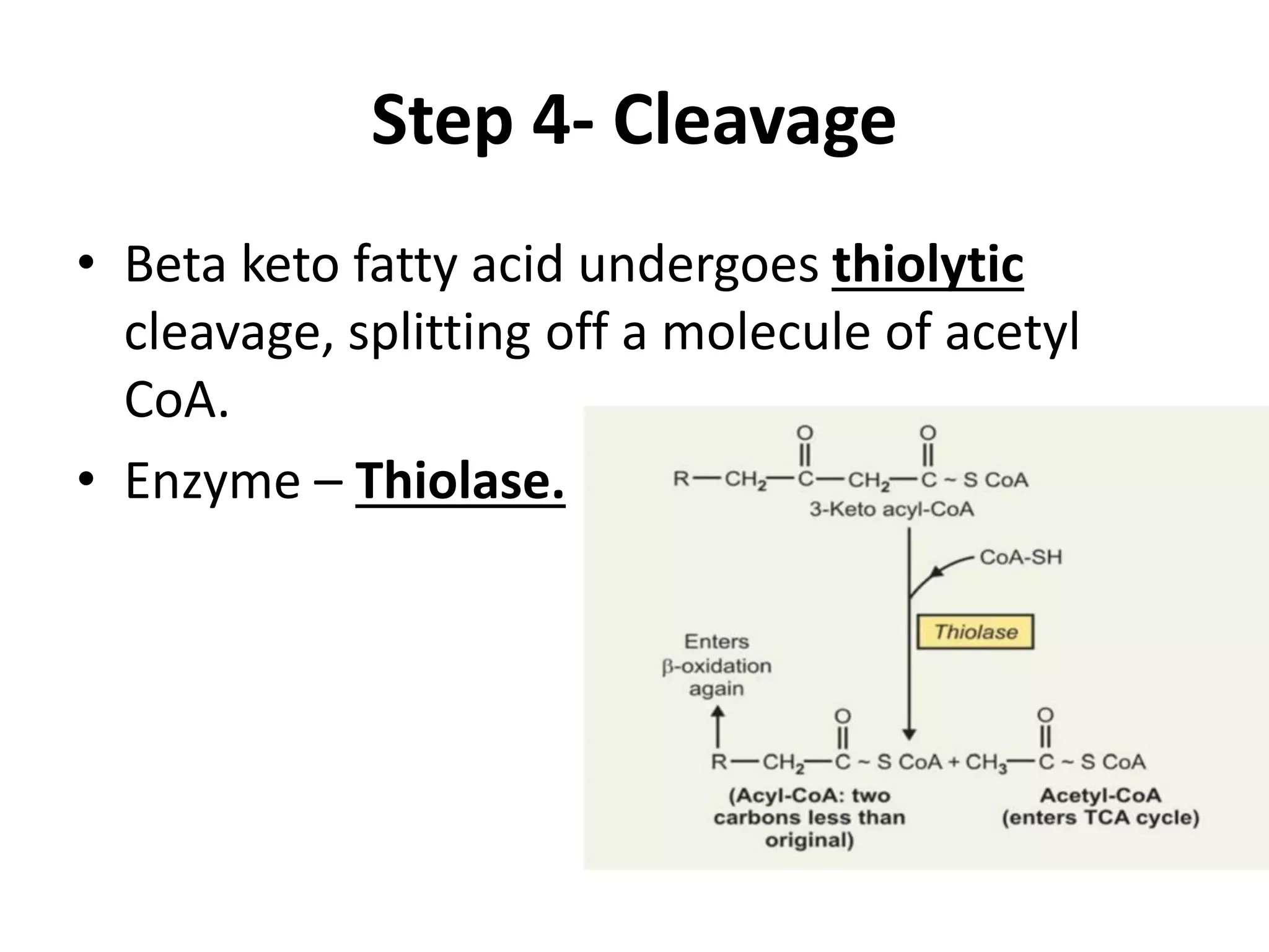 Beta oxidation of fatty acids | PPT