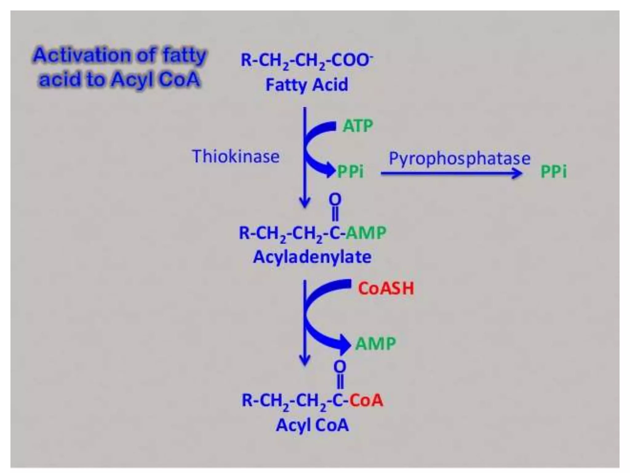 Beta oxidation of fatty acids | PPT