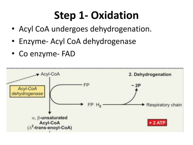 Beta oxidation of fatty acids | PPT