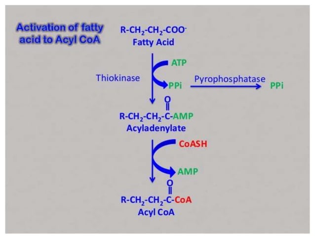 Beta oxidation of fatty acids | PPT