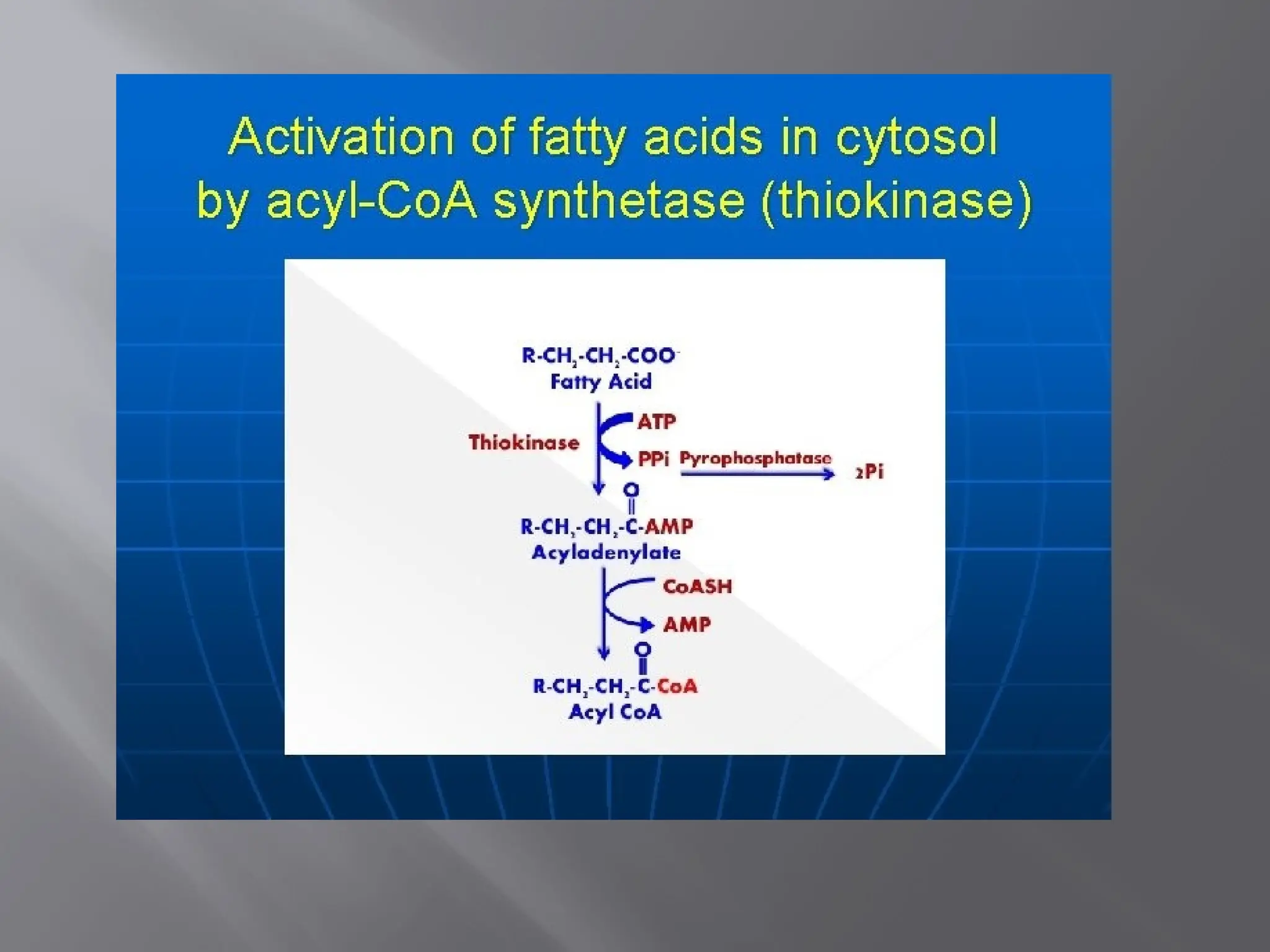 BETA OXIDATION OF FATTY ACIDS .pptx..... | PPTX