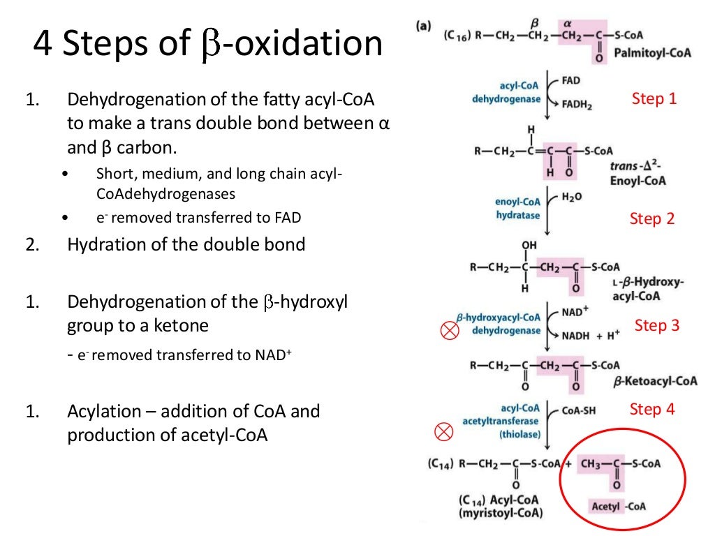 Beta oxidation & protein catabolism