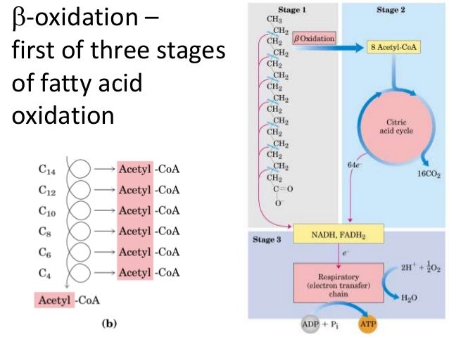 Beta oxidation & protein catabolism diagram of b oxidation 