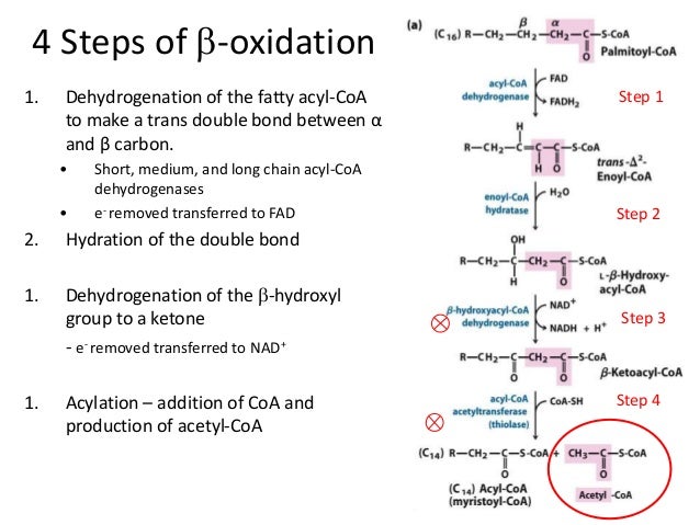 Beta Oxidation Steps : β-Oxidation in fatty acid degradation and beyond ...