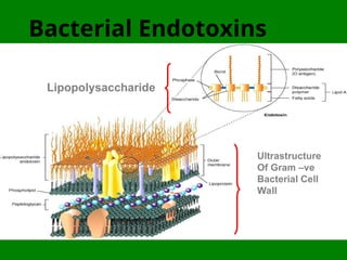 Bacterial Endotoxins
Ultrastructure
Of Gram –ve
Bacterial Cell
Wall
Lipopolysaccharide
 