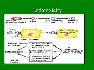Endotoxicity
 
