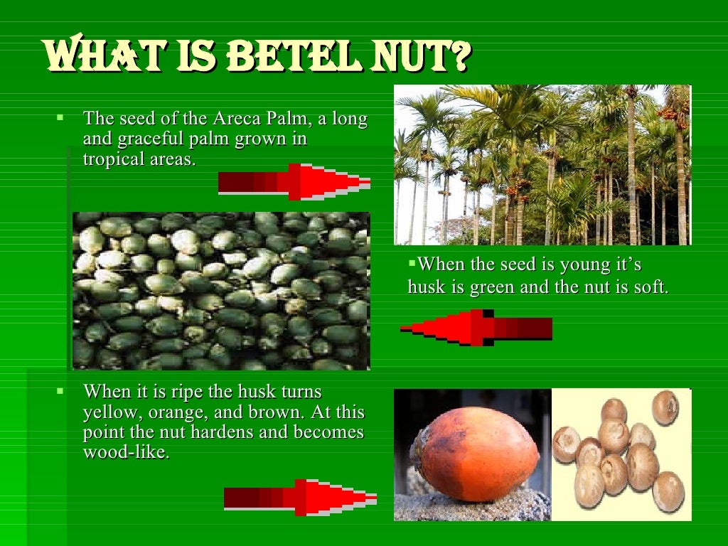 betel-nut