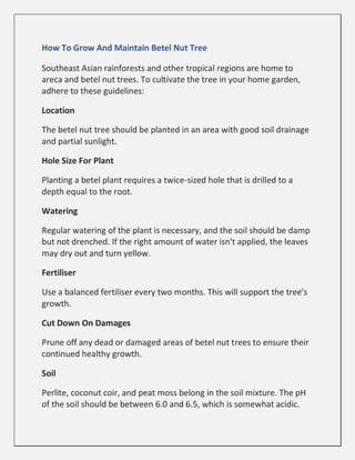 How To Grow And Maintain Betel Nut Tree
Southeast Asian rainforests and other tropical regions are home to
areca and betel nut trees. To cultivate the tree in your home garden,
adhere to these guidelines:
Location
The betel nut tree should be planted in an area with good soil drainage
and partial sunlight.
Hole Size For Plant
Planting a betel plant requires a twice-sized hole that is drilled to a
depth equal to the root.
Watering
Regular watering of the plant is necessary, and the soil should be damp
but not drenched. If the right amount of water isn't applied, the leaves
may dry out and turn yellow.
Fertiliser
Use a balanced fertiliser every two months. This will support the tree's
growth.
Cut Down On Damages
Prune off any dead or damaged areas of betel nut trees to ensure their
continued healthy growth.
Soil
Perlite, coconut coir, and peat moss belong in the soil mixture. The pH
of the soil should be between 6.0 and 6.5, which is somewhat acidic.
 