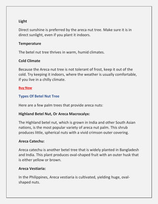 Light
Direct sunshine is preferred by the areca nut tree. Make sure it is in
direct sunlight, even if you plant it indoors.
Temperature
The betel nut tree thrives in warm, humid climates.
Cold Climate
Because the Areca nut tree is not tolerant of frost, keep it out of the
cold. Try keeping it indoors, where the weather is usually comfortable,
if you live in a chilly climate.
Buy Now
Types Of Betel Nut Tree
Here are a few palm trees that provide areca nuts:
Highland Betel Nut, Or Areca Macrocalyx:
The Highland betel nut, which is grown in India and other South Asian
nations, is the most popular variety of areca nut palm. This shrub
produces little, spherical nuts with a vivid crimson outer covering.
Areca Catechu:
Areca catechu is another betel tree that is widely planted in Bangladesh
and India. This plant produces oval-shaped fruit with an outer husk that
is either yellow or brown.
Areca Vestiaria:
In the Philippines, Areca vestiaria is cultivated, yielding huge, oval-
shaped nuts.
 