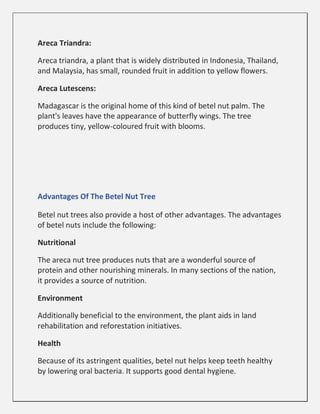 Areca Triandra:
Areca triandra, a plant that is widely distributed in Indonesia, Thailand,
and Malaysia, has small, rounded fruit in addition to yellow flowers.
Areca Lutescens:
Madagascar is the original home of this kind of betel nut palm. The
plant's leaves have the appearance of butterfly wings. The tree
produces tiny, yellow-coloured fruit with blooms.
Advantages Of The Betel Nut Tree
Betel nut trees also provide a host of other advantages. The advantages
of betel nuts include the following:
Nutritional
The areca nut tree produces nuts that are a wonderful source of
protein and other nourishing minerals. In many sections of the nation,
it provides a source of nutrition.
Environment
Additionally beneficial to the environment, the plant aids in land
rehabilitation and reforestation initiatives.
Health
Because of its astringent qualities, betel nut helps keep teeth healthy
by lowering oral bacteria. It supports good dental hygiene.
 