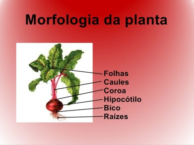 Beterraba