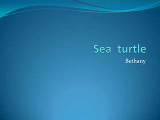 Sea  turtle Bethany 
