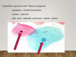 • Superficial squamous cell : Mature ,polygonal
cytoplasm – mostly Eosinophilic
nucleus - pyknotic
cells show relatively prominent cellular outline .
 
