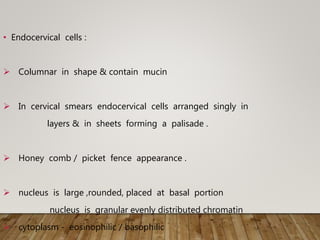 • Endocervical cells :
 Columnar in shape & contain mucin
 In cervical smears endocervical cells arranged singly in
layers & in sheets forming a palisade .
 Honey comb / picket fence appearance .
 nucleus is large ,rounded, placed at basal portion
nucleus is granular evenly distributed chromatin
 cytoplasm - eosinophilic / basophilic
 