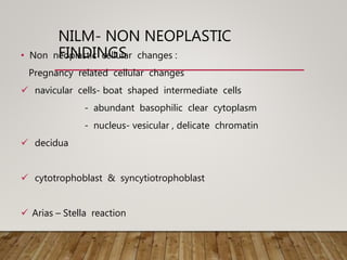 NILM- NON NEOPLASTIC
FINDINGS• Non neoplastic cellular changes :
Pregnancy related cellular changes
 navicular cells- boat shaped intermediate cells
- abundant basophilic clear cytoplasm
- nucleus- vesicular , delicate chromatin
 decidua
 cytotrophoblast & syncytiotrophoblast
 Arias – Stella reaction
 