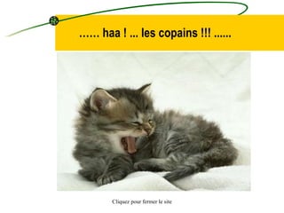 Betisier Chats