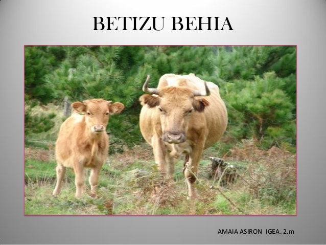 Betizu behia, Amaia A