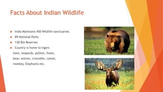 Facts About Indian Wildlife
 India Maintains 450 Wildlife sanctuaries.
 89 National Parks
 130 Bio Reserves
 Country is home to tigers
lions, leopards, python, foxes,
bear, wolves, crocodile, camel,
monkey, Elephants etc.
 