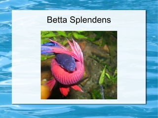 Betta Splendens
 