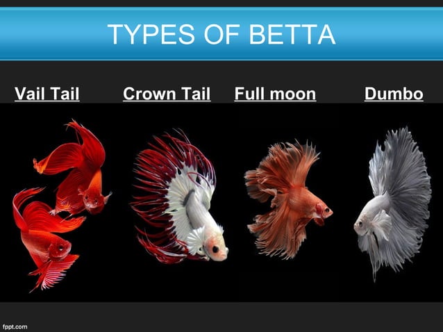 betta-or-fighter-fish-ppt