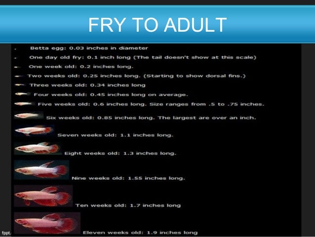 betta or fighter fish ppt female body types chart