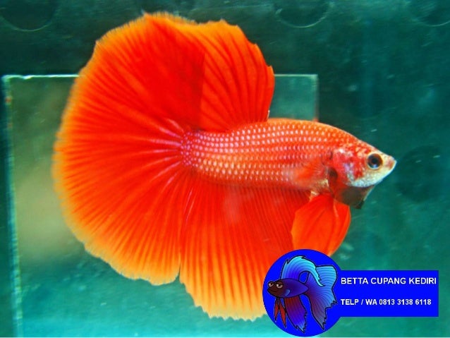 530 Gambar Keren Ikan Cupang Gratis Terbaik