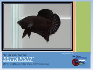  Brought	
  to	
  you	
  by:	
  
“So,	
  you	
  want	
  to	
  breed	
  

BETTA	
  FISH?”	
  
Here’s	
  what	
  you	
  need	
  to	
  know	
  before	
  you	
  begin.	
  
 