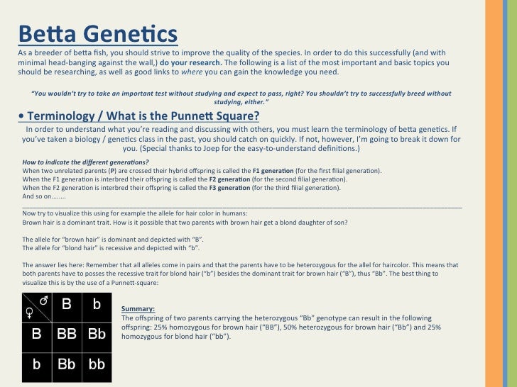 Betta Genetics Chart