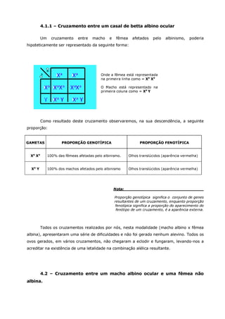 Betta splendens albino
