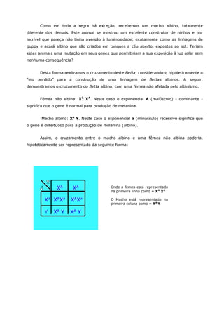 Betta splendens albino